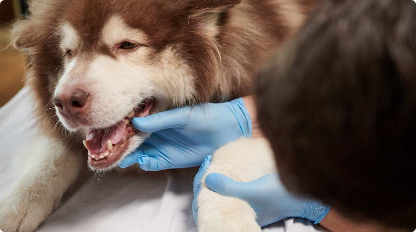 врач аккуратно трогает повреждённый клык